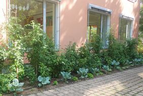 Urban Gardening - Gemüsebeet
