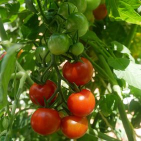 frische Tomaten am Strauch